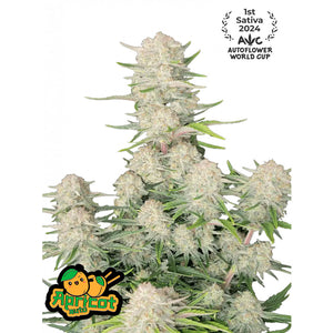 Fast Buds - Apricot Autofiorente | GrowLab