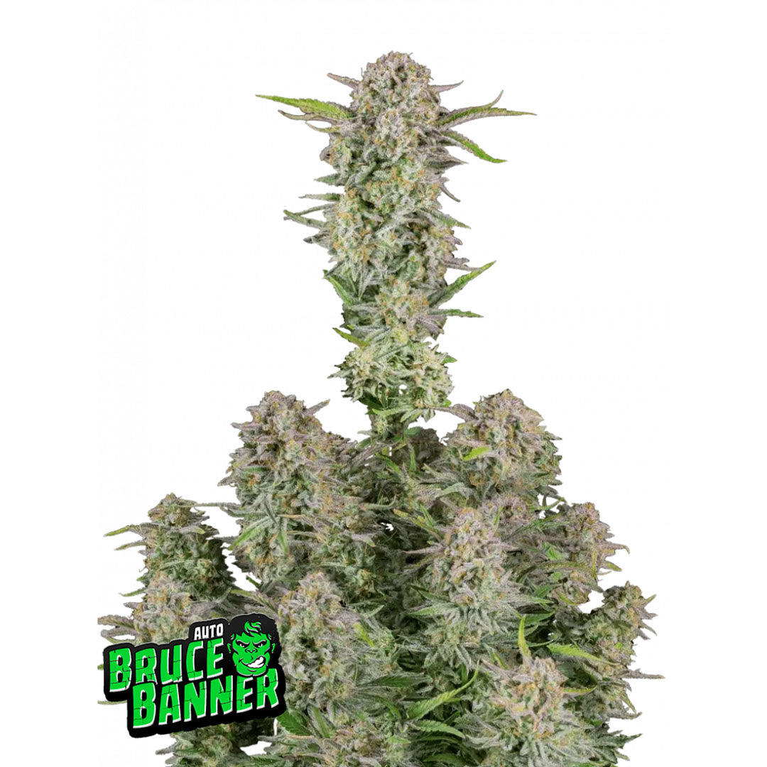 Fast Buds - Bruce Banner Autofiorente | GrowLab