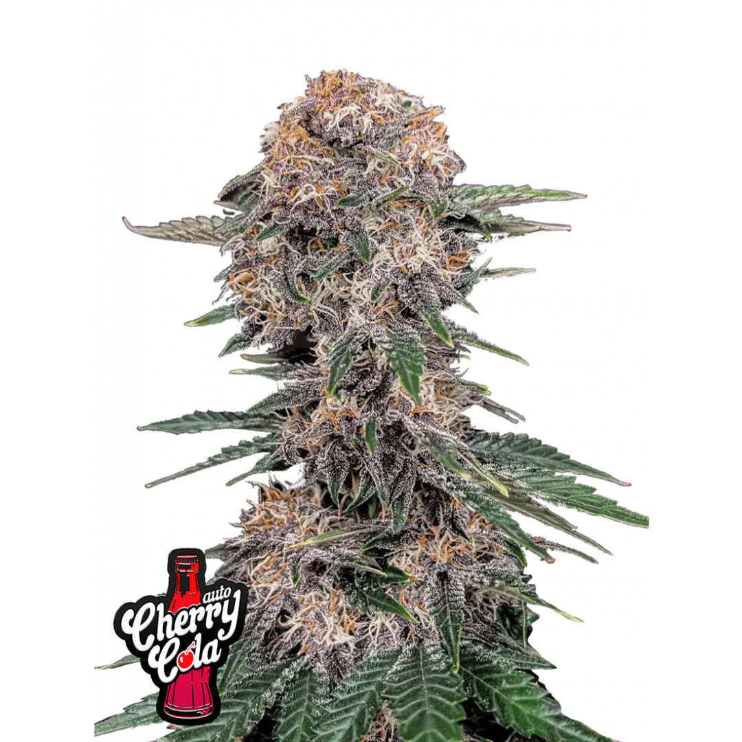 Fast Buds - Cherry Cola Autofiorente | GrowLab