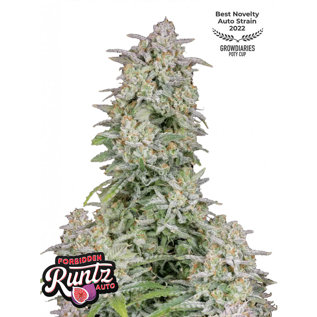 Fast Buds - Forbidden Runtz Autofiorente | GrowLab