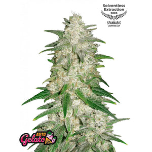 Fast Buds - Gelato Autofiorente | GrowLab