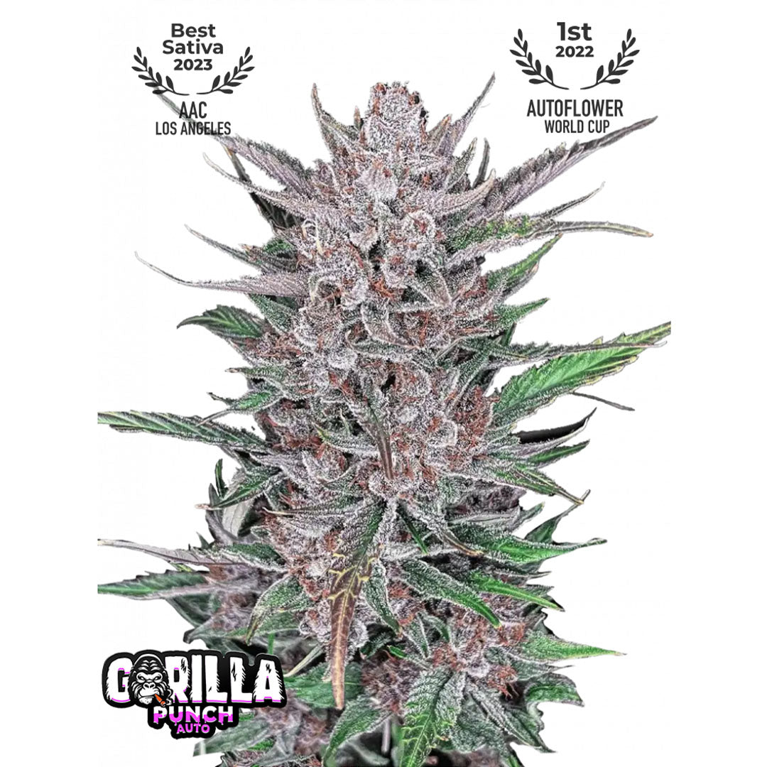 Fast Buds - Gorilla Punch Autofiorente | GrowLab