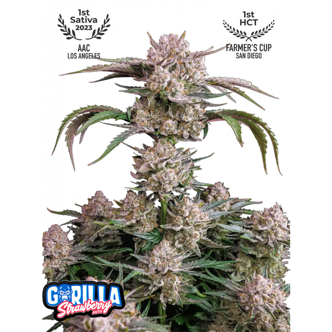 Fast Buds - Strawberry Gorilla Autofiorente | GrowLab