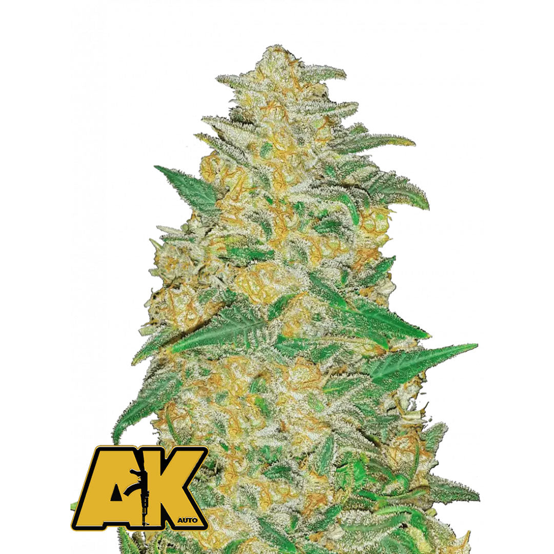 Fast Buds Originals - AK Autofiorente | GrowLab