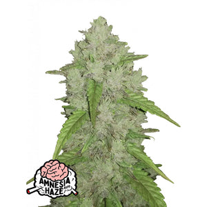 Fast Buds Originals - Amnesia Haze Autofiorente | GrowLab