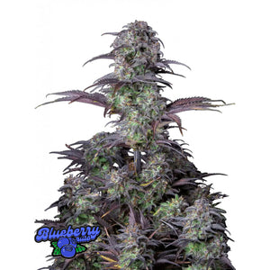 Fast Buds Originals - Blueberry Autofiorente | GrowLab