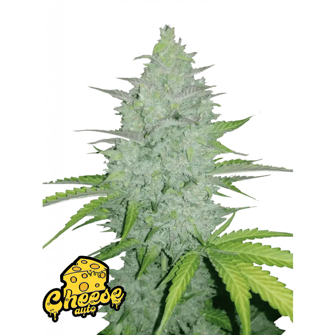 Fast Buds Originals - Cheese Autofiorente | GrowLab