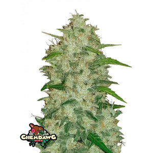 Fast Buds Originals - Chemdawg Autofiorente | GrowLab