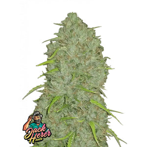 Fast Buds Originals - Jack Herer Autofiorente | GrowLab