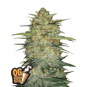 Fast Buds Originals - OG Kush Autofiorente | GrowLab