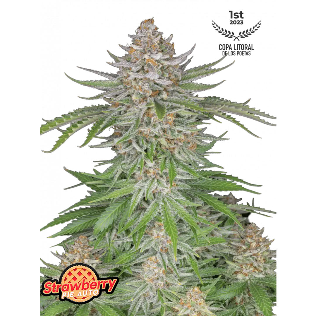 Fast Buds - Strawberry Pie Autofiorente | GrowLab