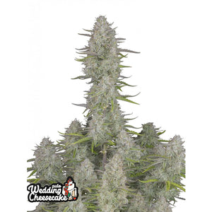 Fast Buds - Wedding Cheesecake Autofiorente | GrowLab