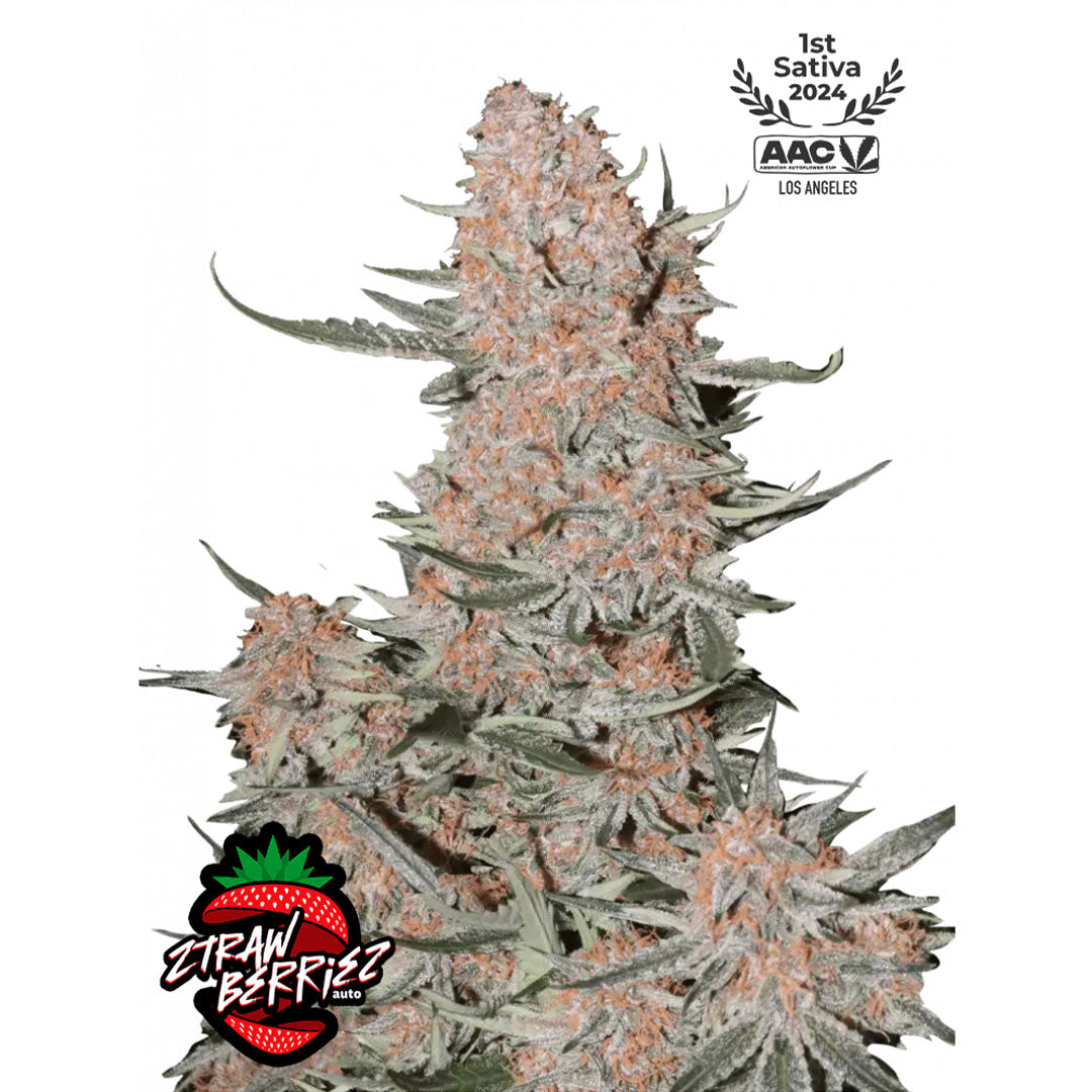 Fast Buds - Amnesia Zkittlez Autofiorente | GrowLab