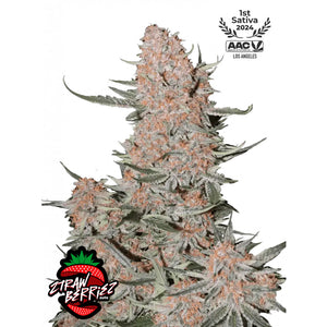 Fast Buds - Amnesia Zkittlez Autofiorente | GrowLab