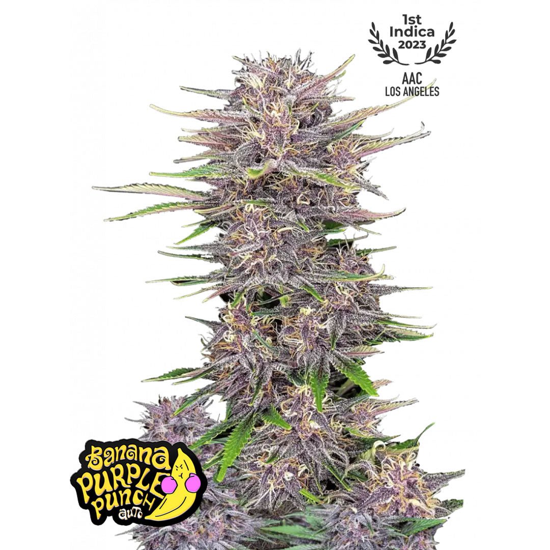 Fast Buds - Banana Purple Punch - Autofiorente - GrowLab