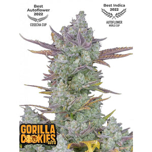 Fast Buds - Gorilla Cookies - Autofiorente - GrowLab