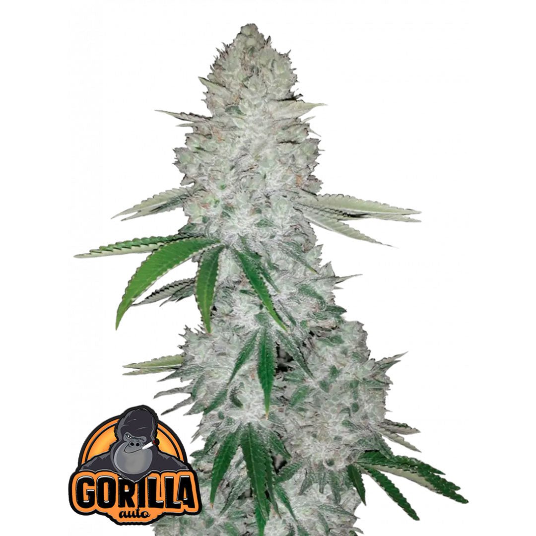 Fast Buds - Gorilla Glue - Autofiorente - GrowLab