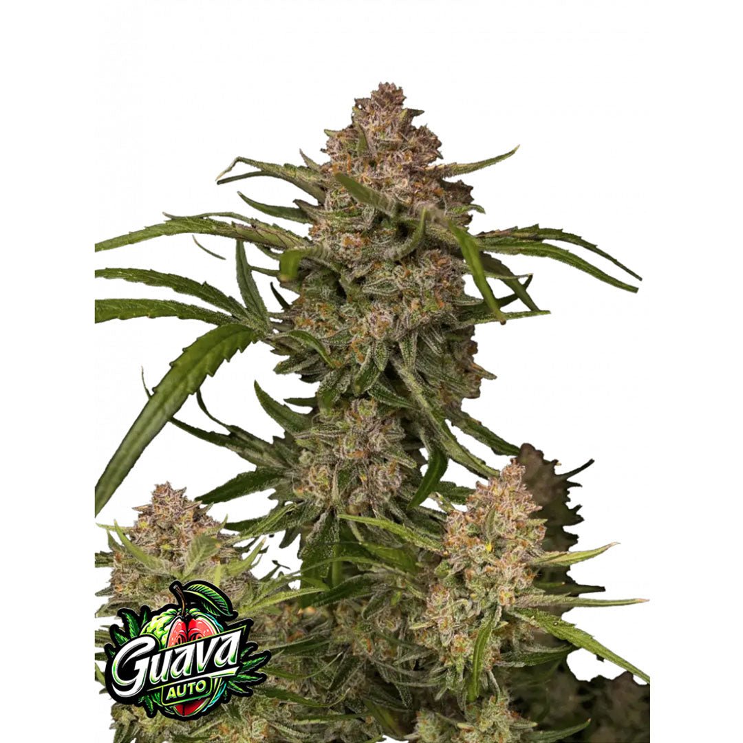 Fast Buds - Guava - Autofiorente - GrowLab