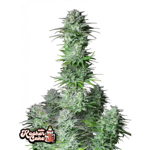 Fast Buds - Kosher Cake - Autofiorente - GrowLab