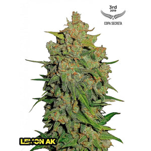 Fast Buds - Lemon AK - Autofiorente - GrowLab