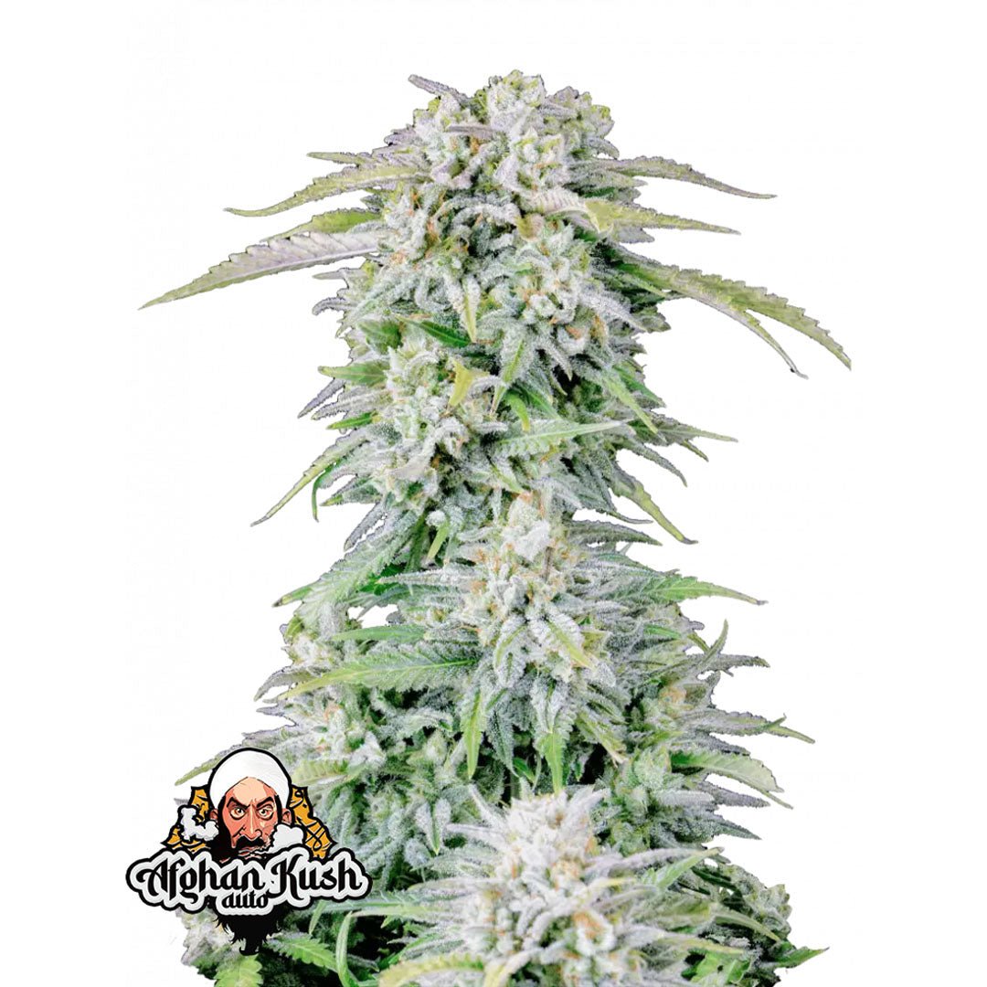 Fast Buds Originals - Afghan Kush - Autofiorente - GrowLab