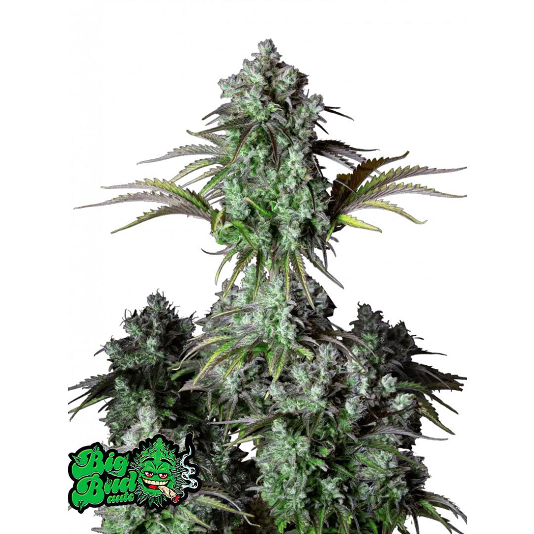 Fast Buds Originals - Big Bud - Autofiorente - GrowLab