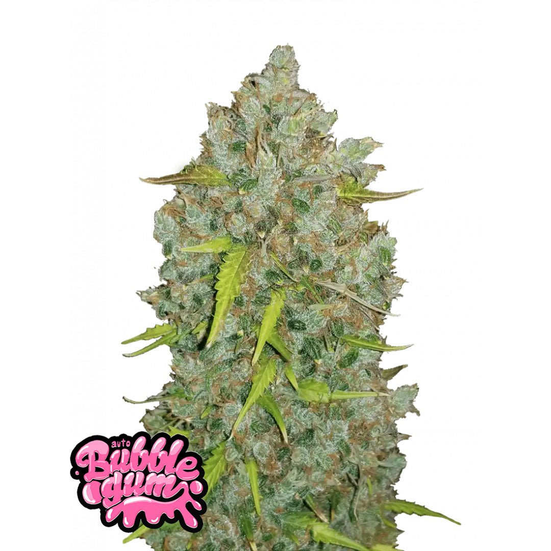 Fast Buds Originals - Bubble Gum - Autofiorente - GrowLab