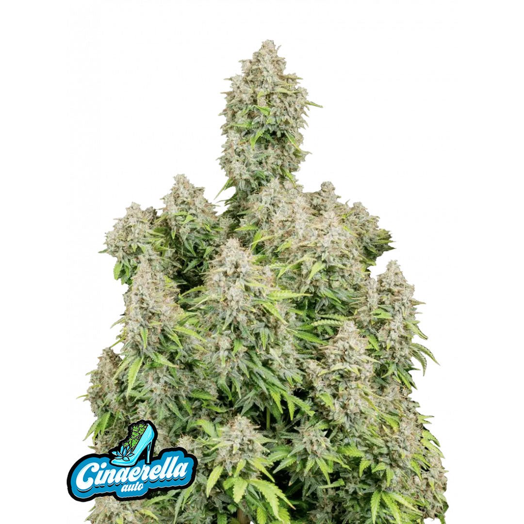 Fast Buds Originals - Cinderella - Autofiorente - GrowLab