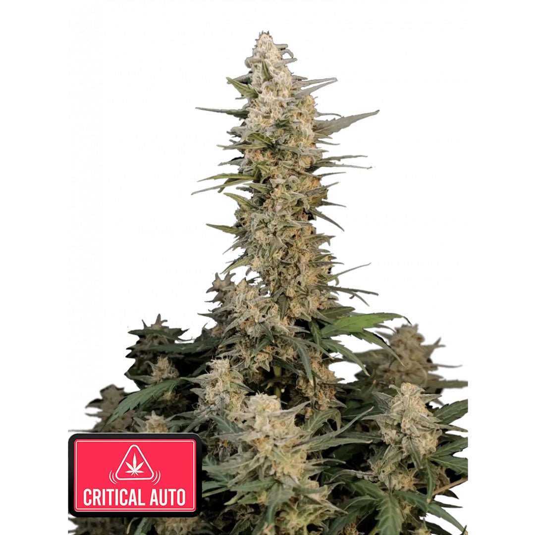 Fast Buds Originals - Critical - Autofiorente - GrowLab