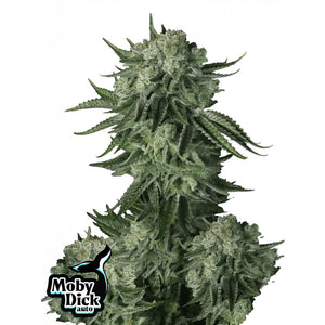 Fast Buds Originals - Moby Dick - Autofiorente - GrowLab