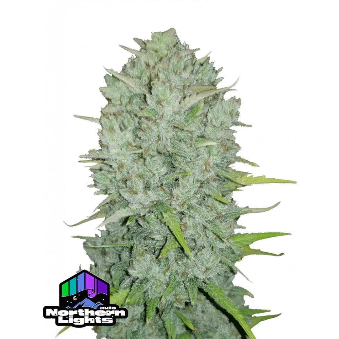 Fast Buds Originals - Northern Lights - Autofiorente - GrowLab