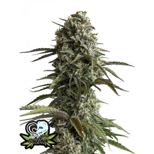 Fast Buds Originals - Skunk - Autofiorente - GrowLab