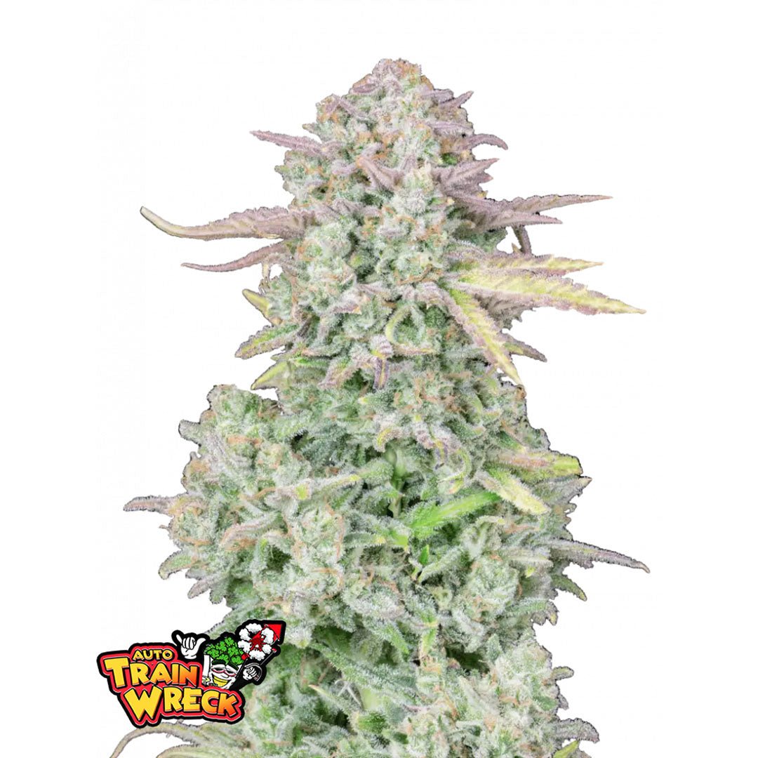 Fast Buds Originals - Trainwreck - Autofiorente - GrowLab