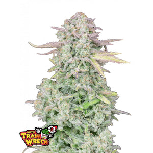 Fast Buds Originals - Trainwreck - Autofiorente - GrowLab