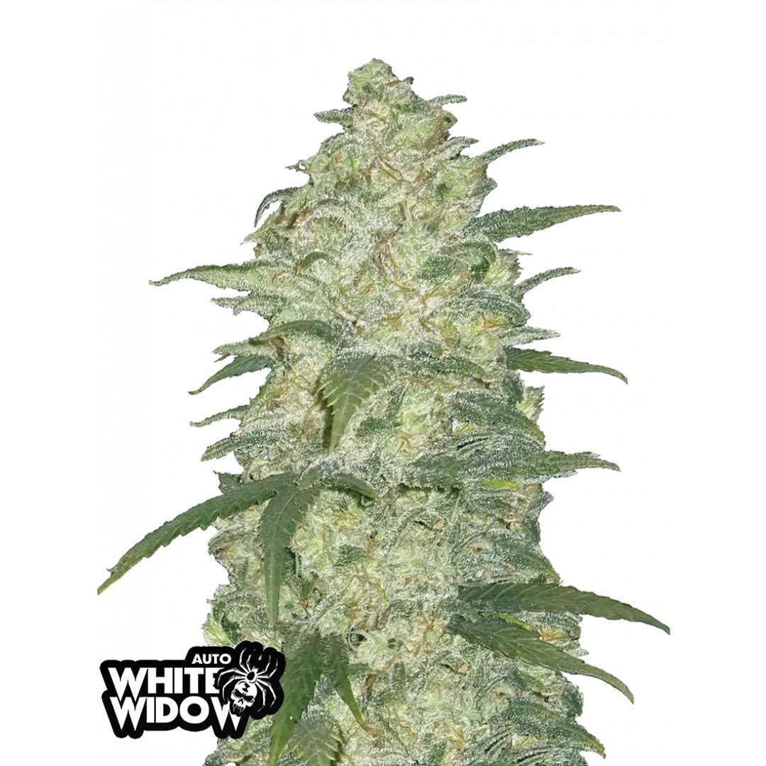 Fast Buds Originals - White Widow - Autofiorente - GrowLab