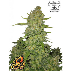 Fast Buds - Papaya Cookies - Autofiorente - GrowLab