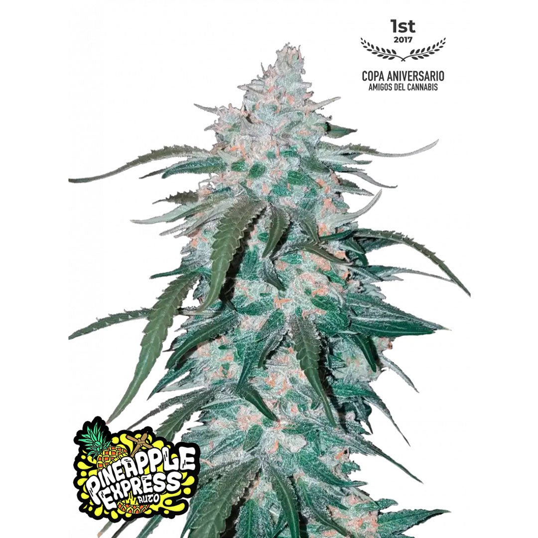 Fast Buds - Pineapple Express - Autofiorente | GrowLab