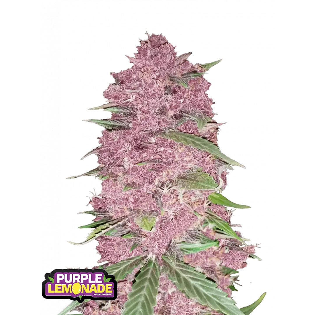 Fast Buds - Purple Lemonade - Autofiorente - GrowLab