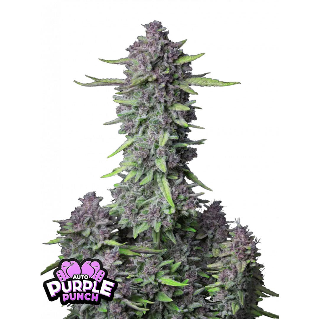 Fast Buds - Purple Punch - Autofiorente - GrowLab