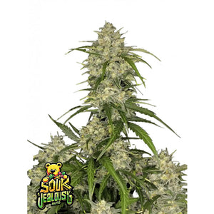 Fast Buds - Sour Jealousy - Autofiorente - GrowLab