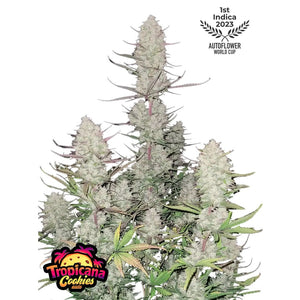 Fast Buds - Tropicana Cookies - Autofiorente - GrowLab