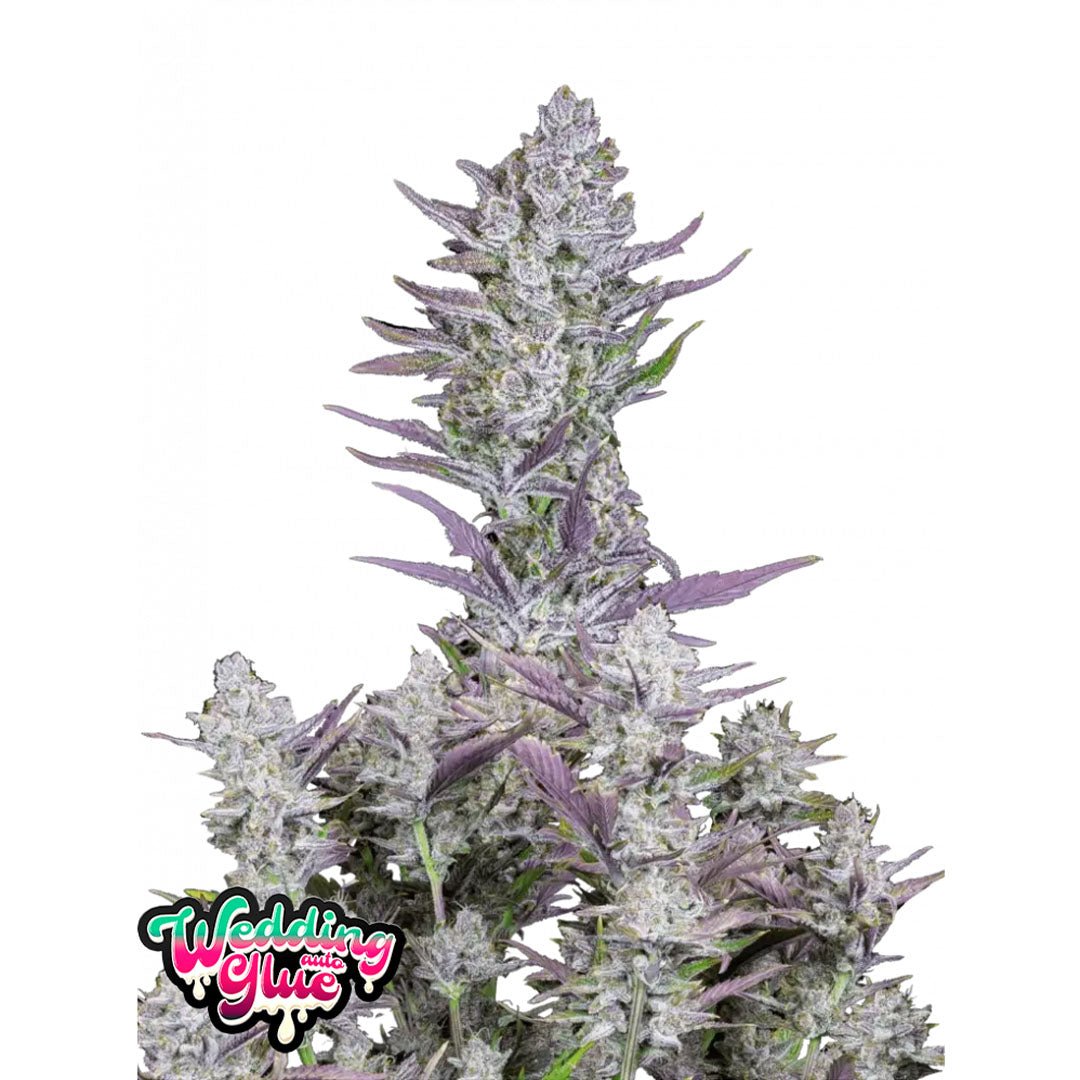 Fast Buds - Wedding Glue - Autofiorente - GrowLab