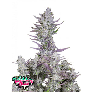 Fast Buds - Wedding Glue - Autofiorente - GrowLab