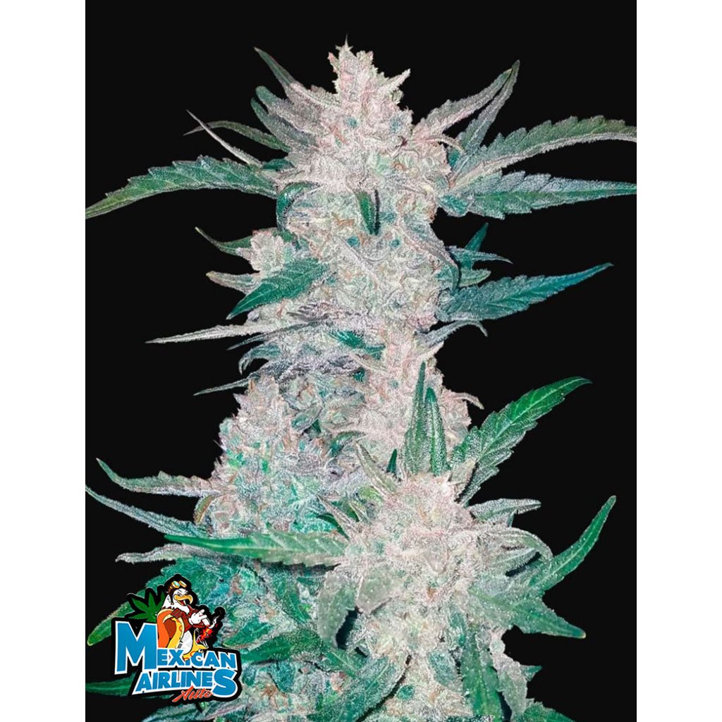 Fast Buds - Mexican Airlines Autofiorente | GrowLab