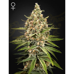 Green House Seed - Bubba Slush Femminizzata | GrowLab