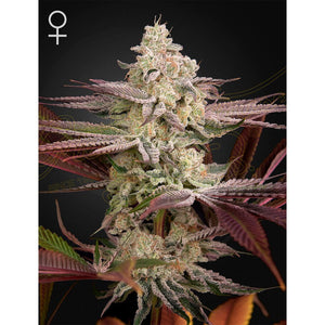 Green House Seed - Chemical Bride Femminizzata | GrowLab