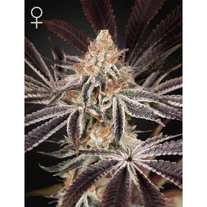 Green House Seed - Dark Phoenix Femminizzata | GrowLab