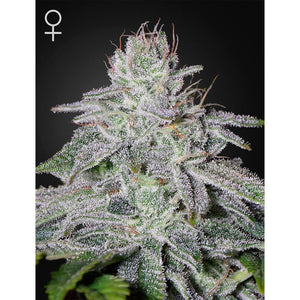 Green House Seed - Franco's Lemon Cheese Femminizzata | GrowLab