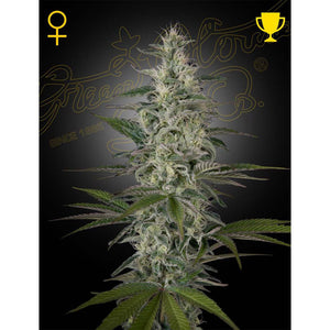 Green House Seed - Hawaiian Snow Femminizzata | GrowLab