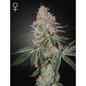 Green House Seed - HighCloudZ Femminizzata | GrowLab